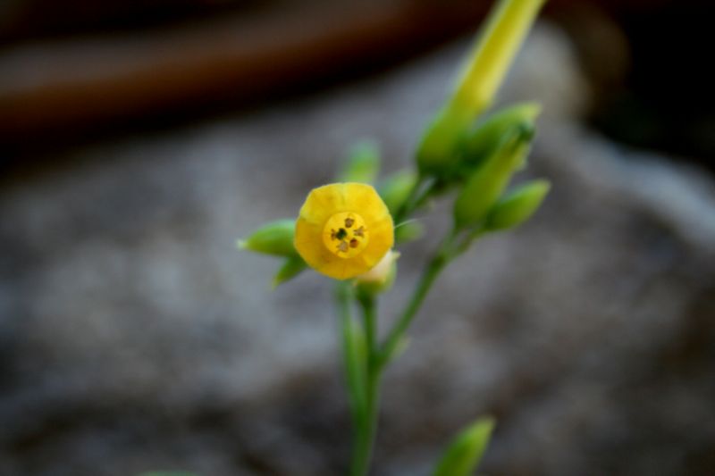 esotica da determinare..- Nicotiana glauca